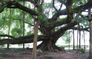 Yangshuo Banyan Tree